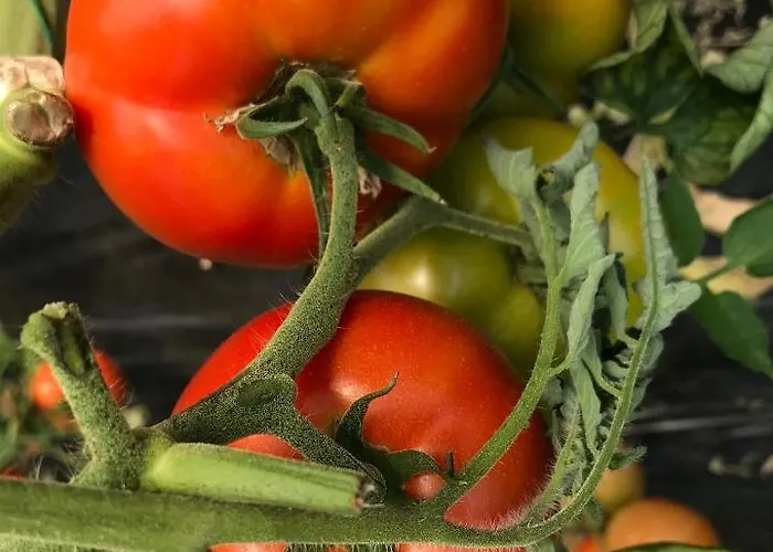 Haunstetter Hof 4* Augsburg